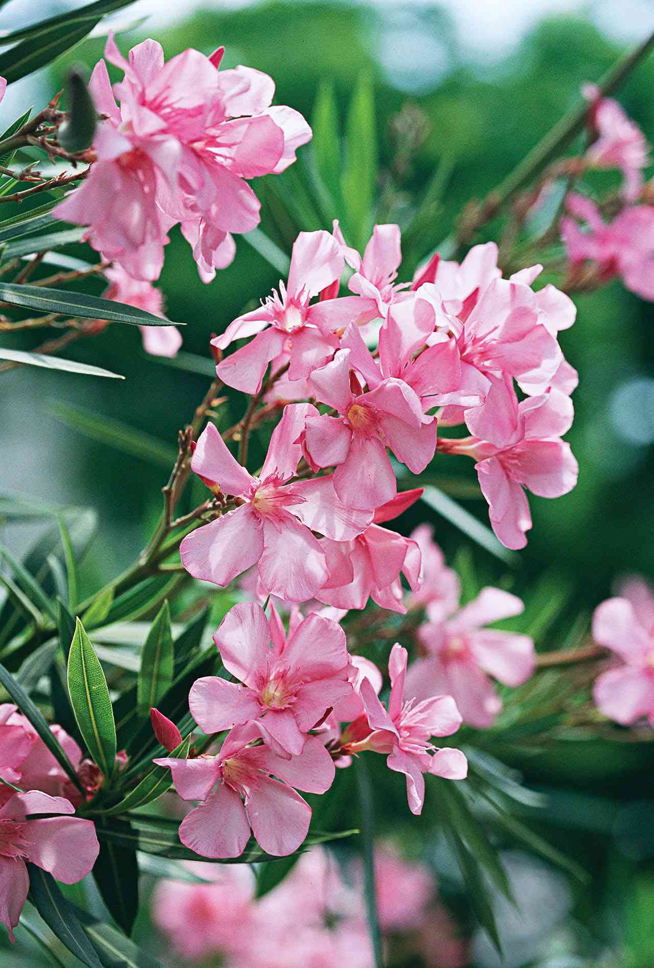 'Hardy Pink' oleander nerium