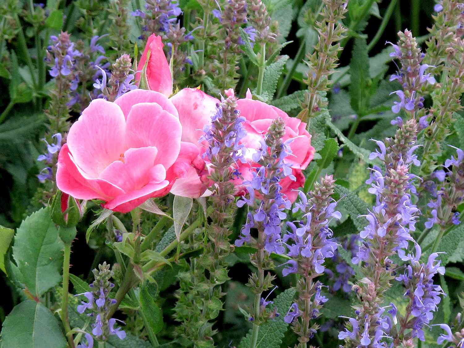 Pink knockout rose and blue salvia plant