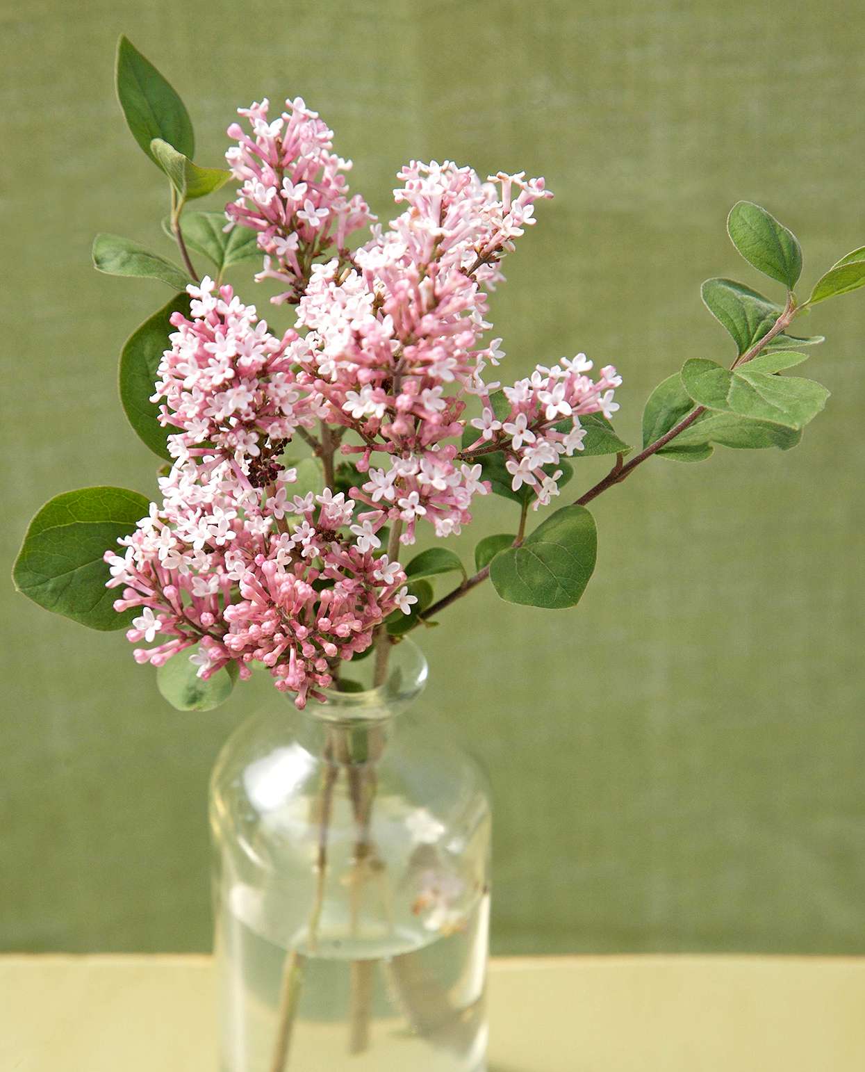 pink Syringa 'Tinkerbelle' lilac cuttings in vase