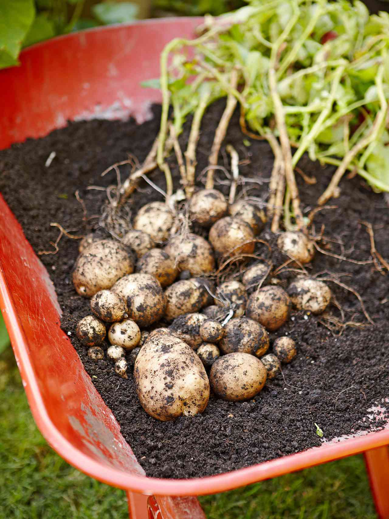 How to start potat plants indoors