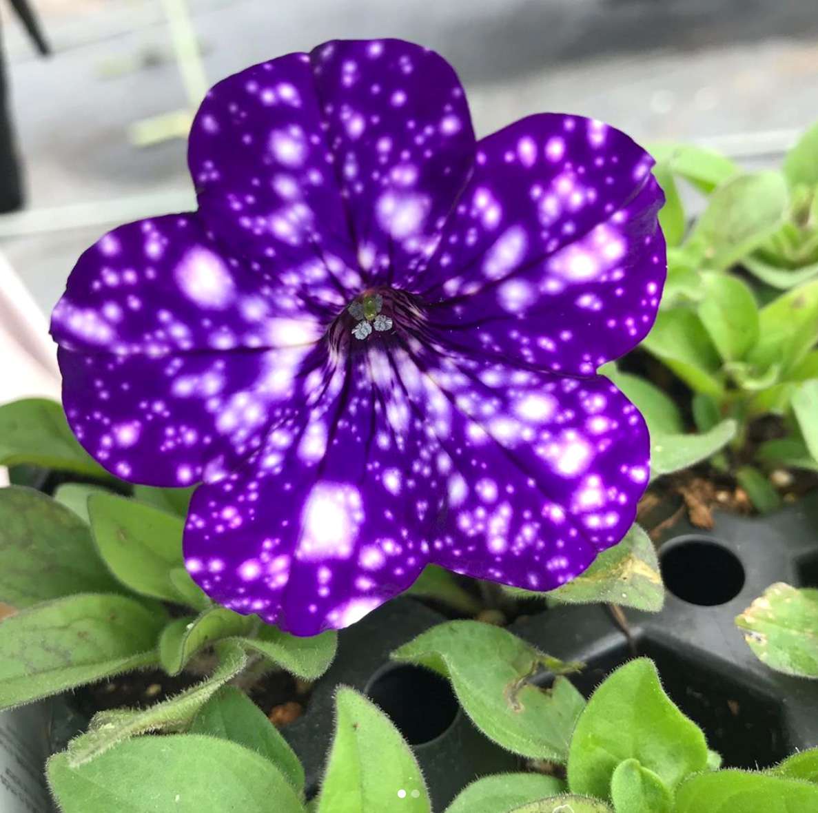 purple petunia galaxy flower