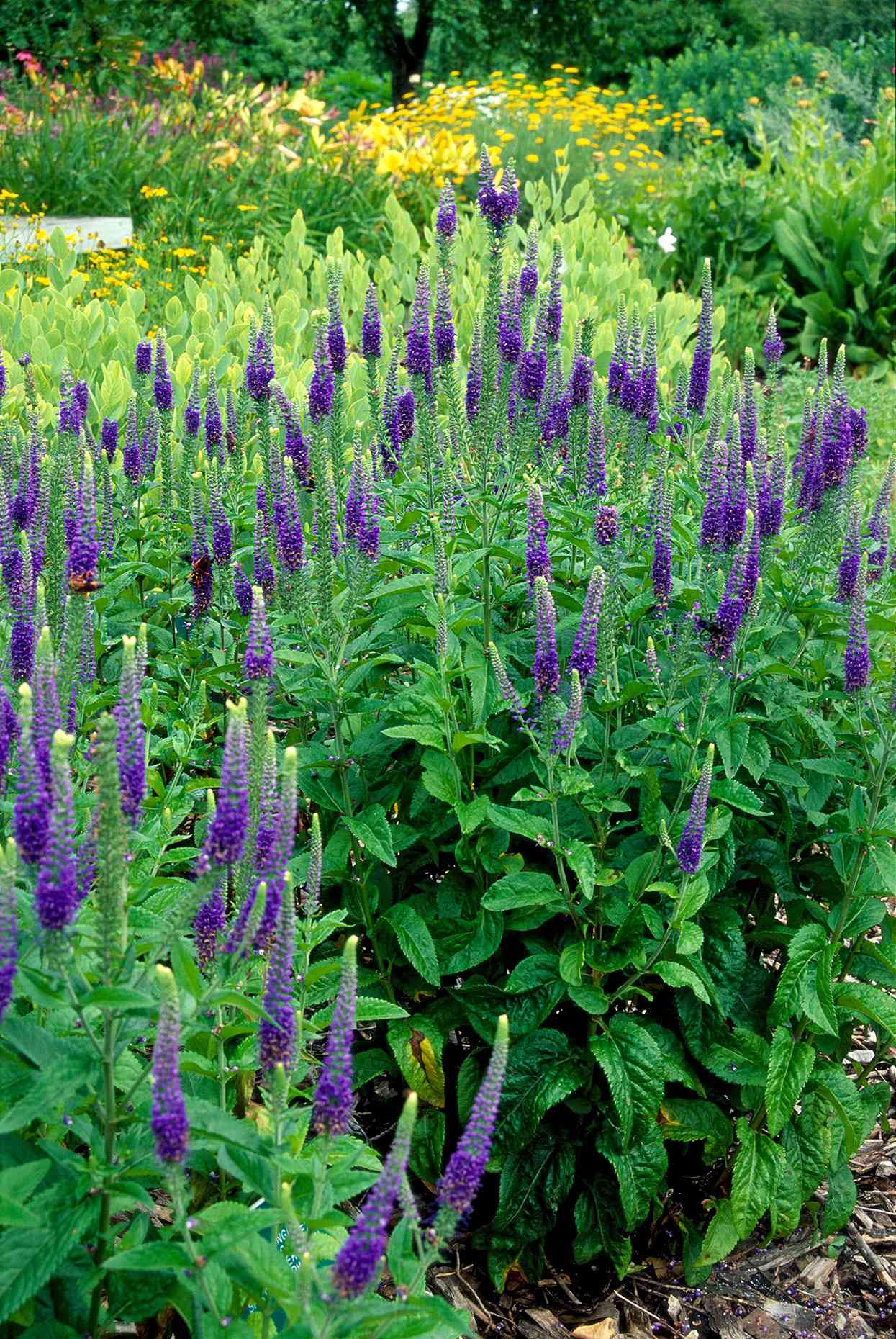 purple spikes of veronica perennial