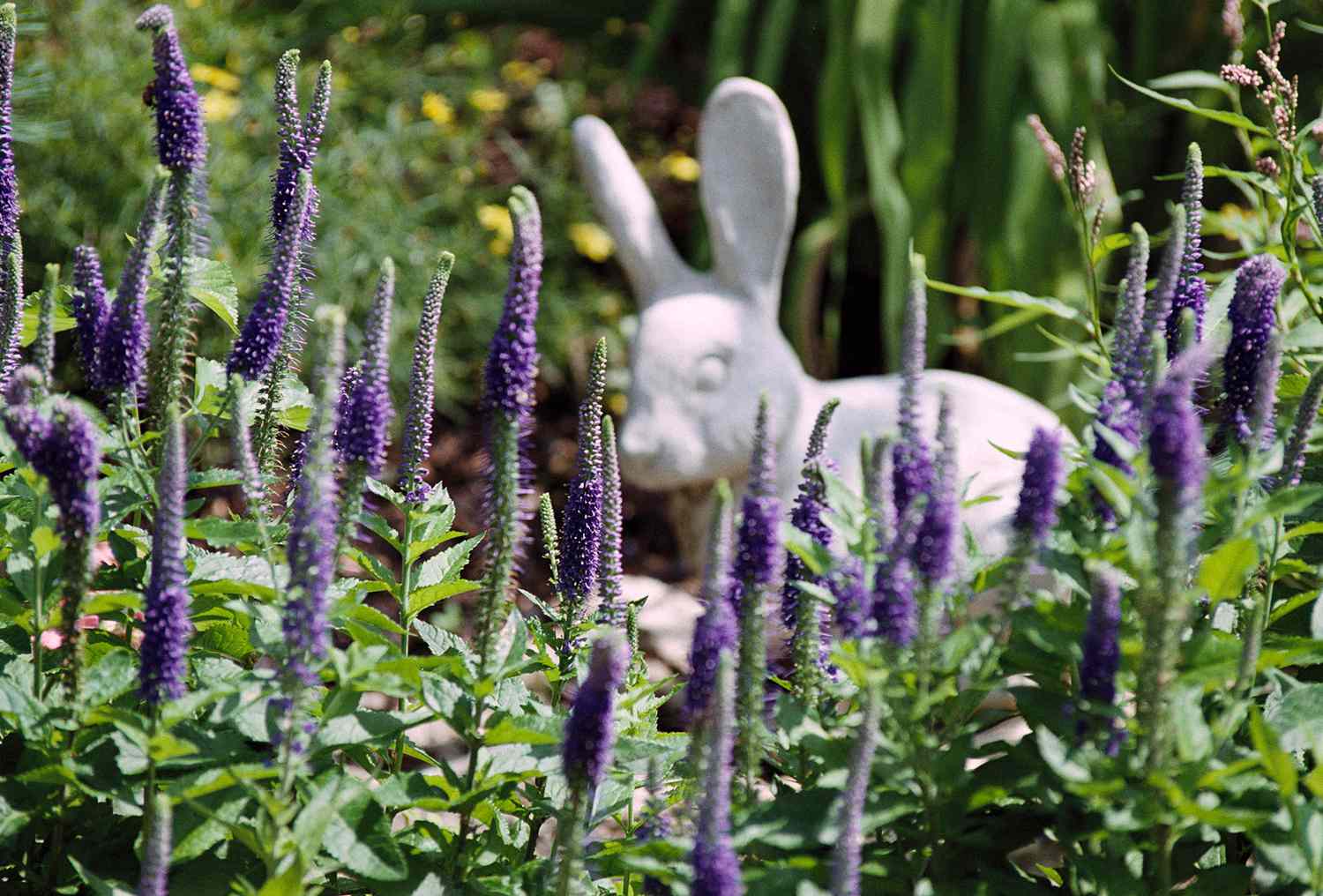 purple veronica with stone bunny statue