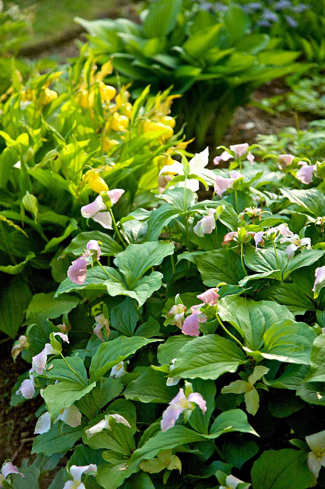 5 Pink Cream Single Peony Seeds Perennial Flower Hardy Flowers Garden Seed 943