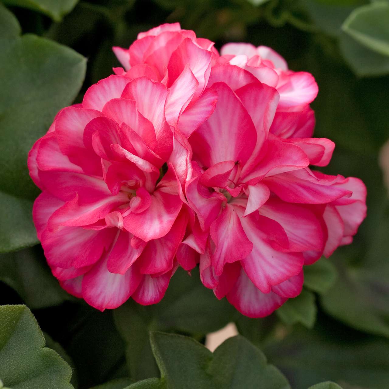 royal candy pink geranium