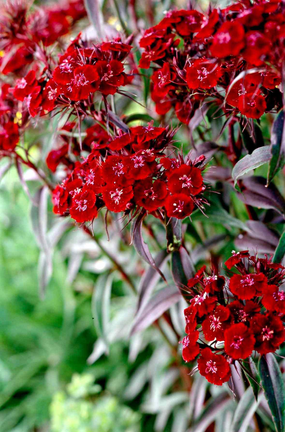 'Sooty' Sweet William