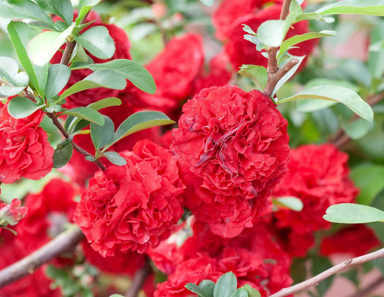 red double take flowering quince chaenomeles