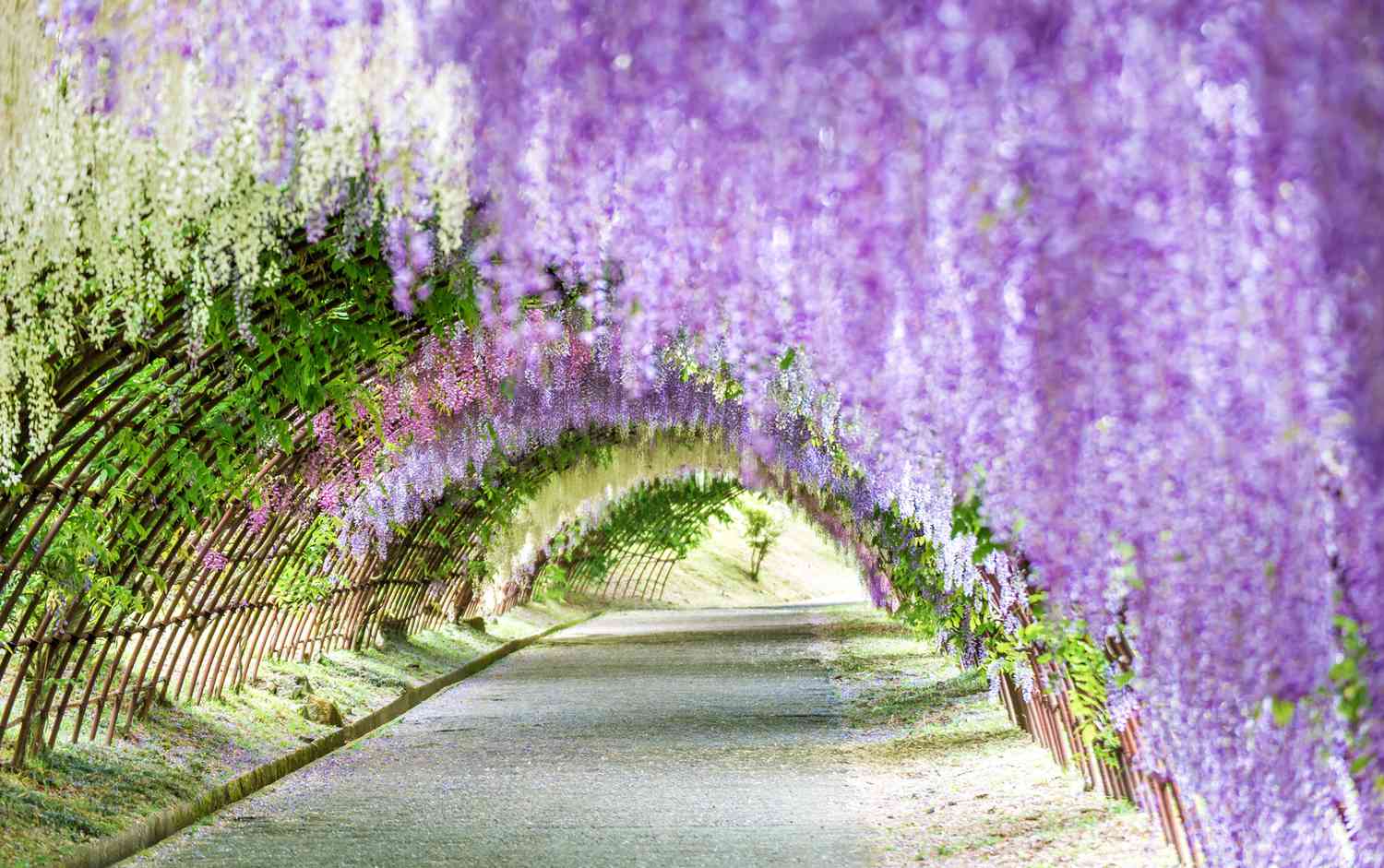 Japanese Wisteria Tunnel