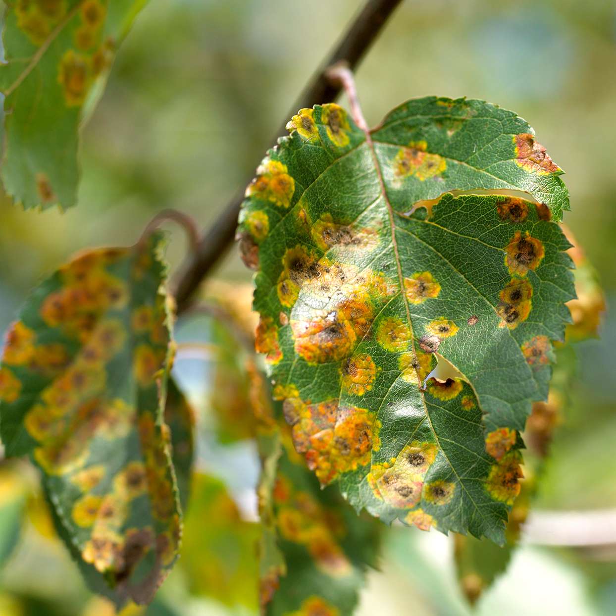 Big rust spots on apple tree leaves and fruit