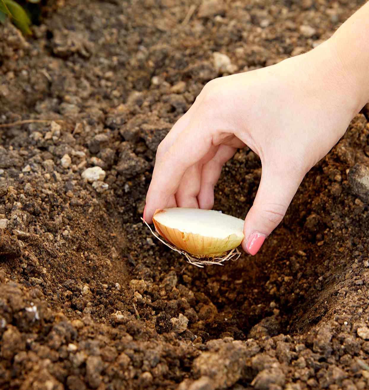 Person placing onion roots in soil