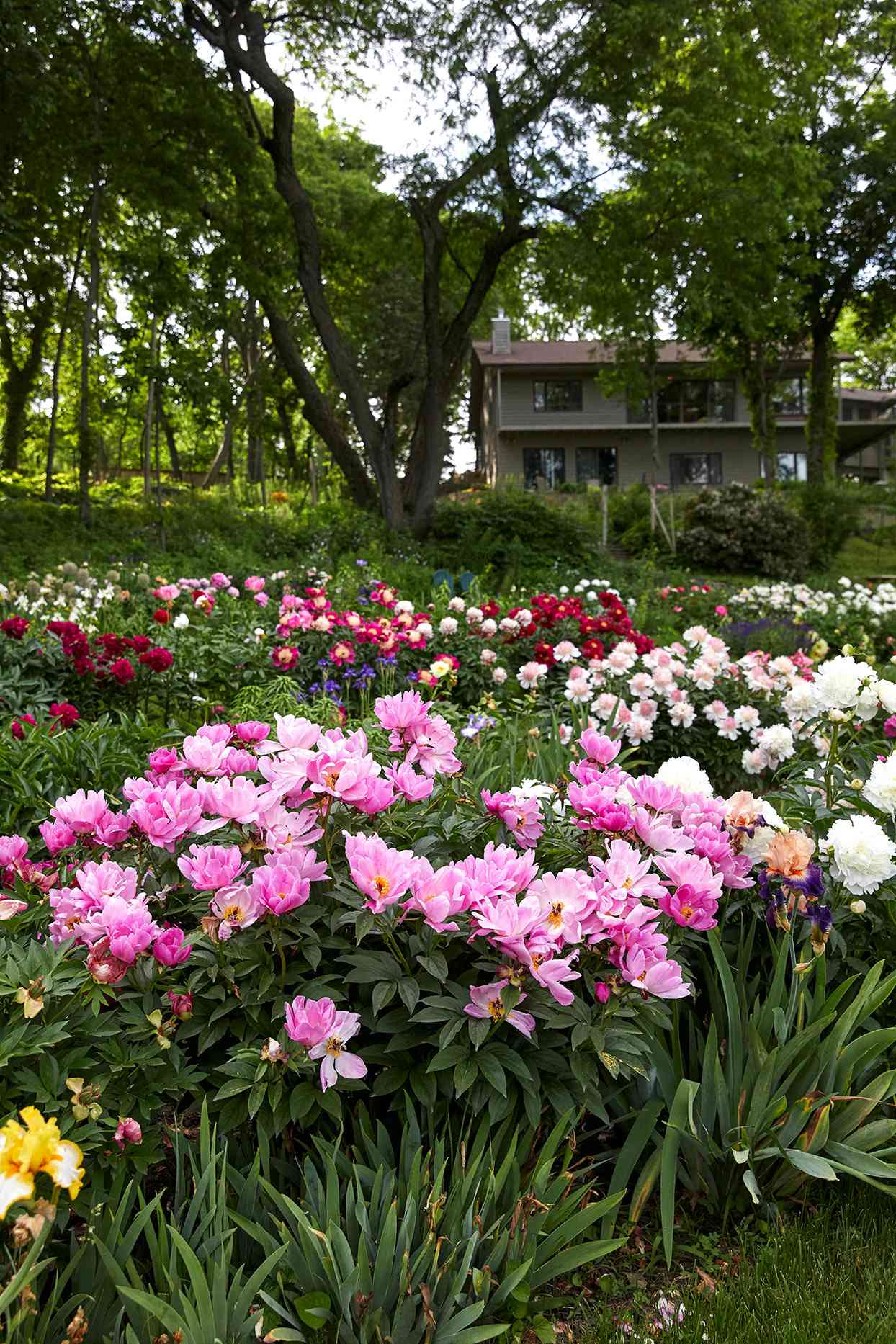 Peony garden house in background