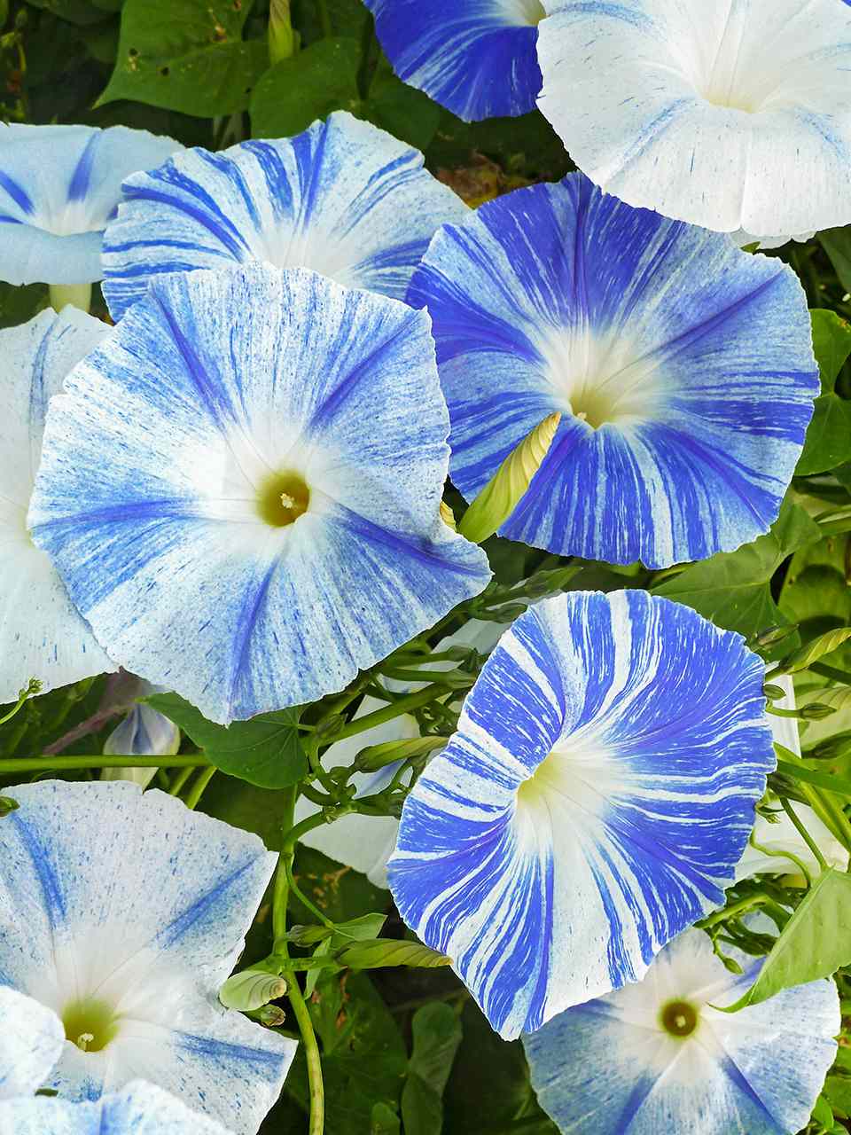 Ipomoea tricolor Flying Saucers, morning glory