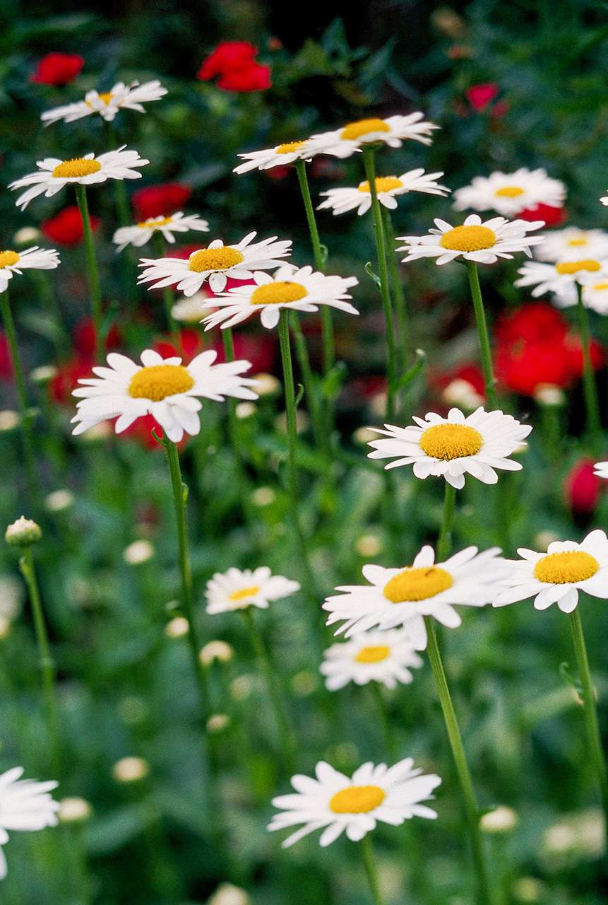white shasta daisies