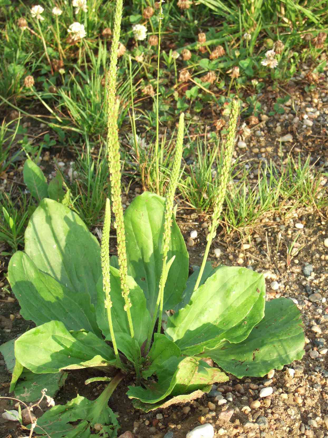 plantain weed growing outdoors