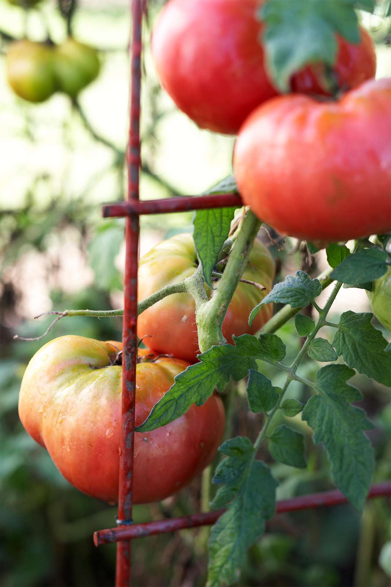 Italian Sweet tomatoes