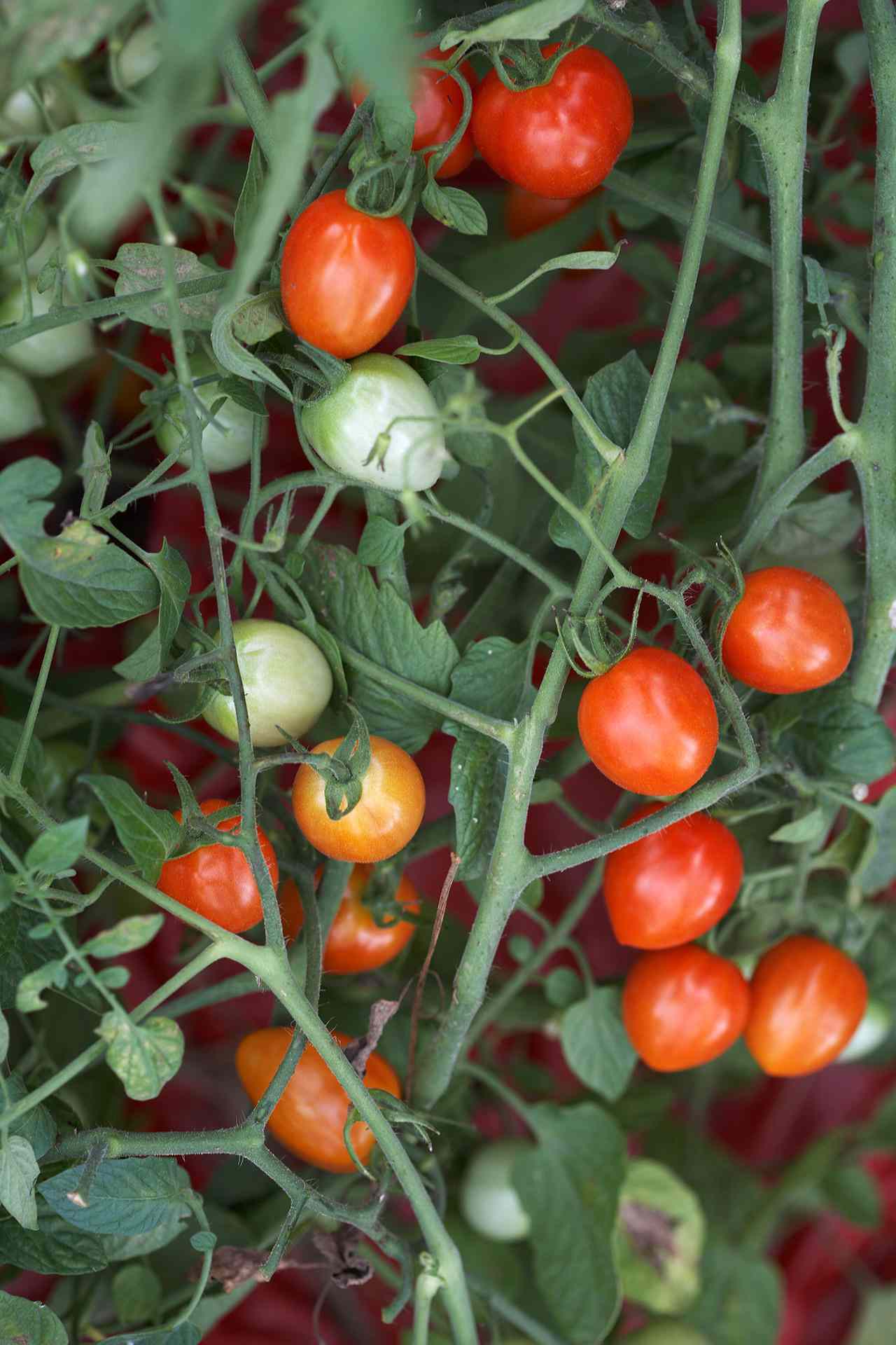 Juliet Hybrid tomatoes