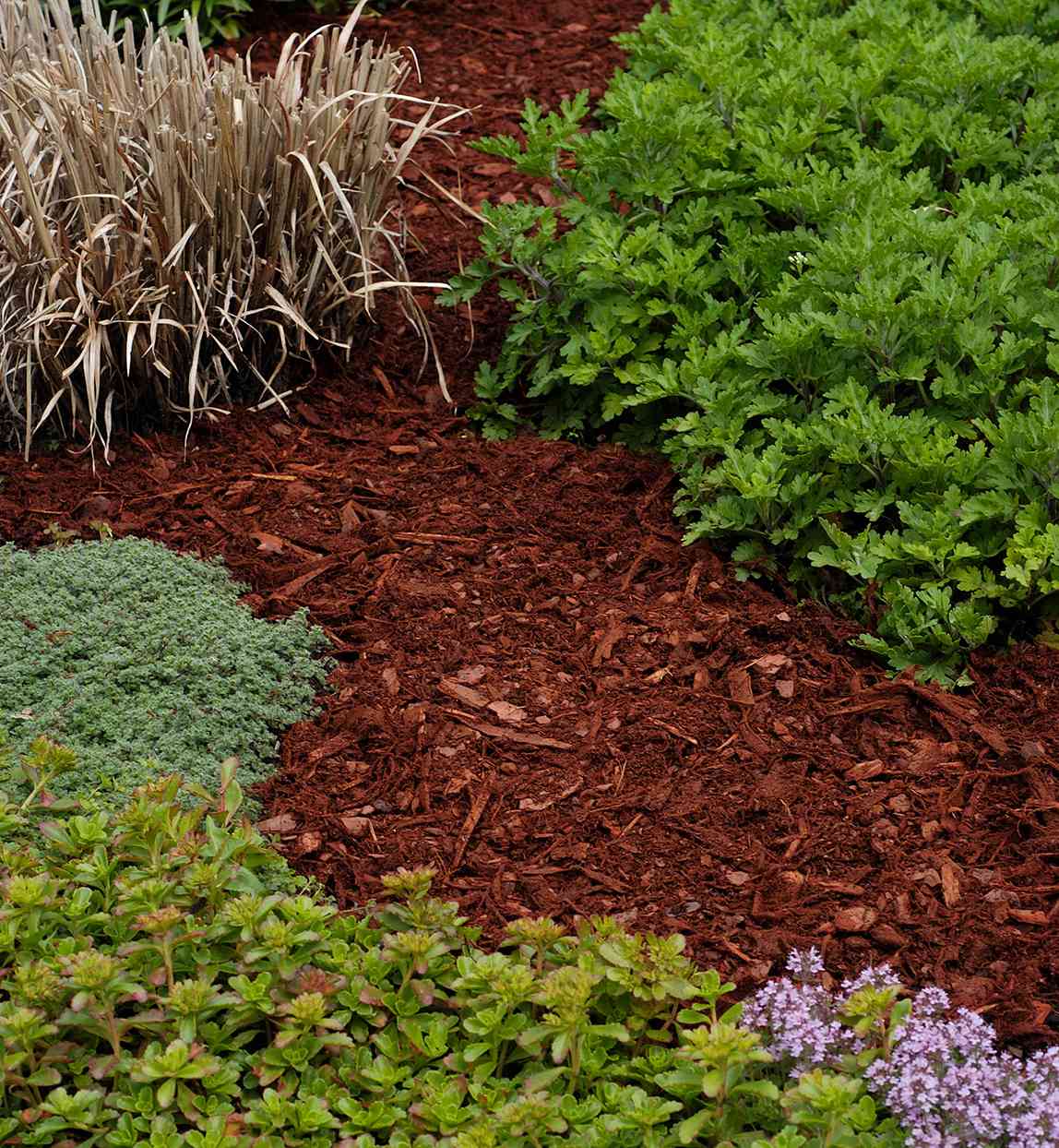 garden bed with mulch and plants