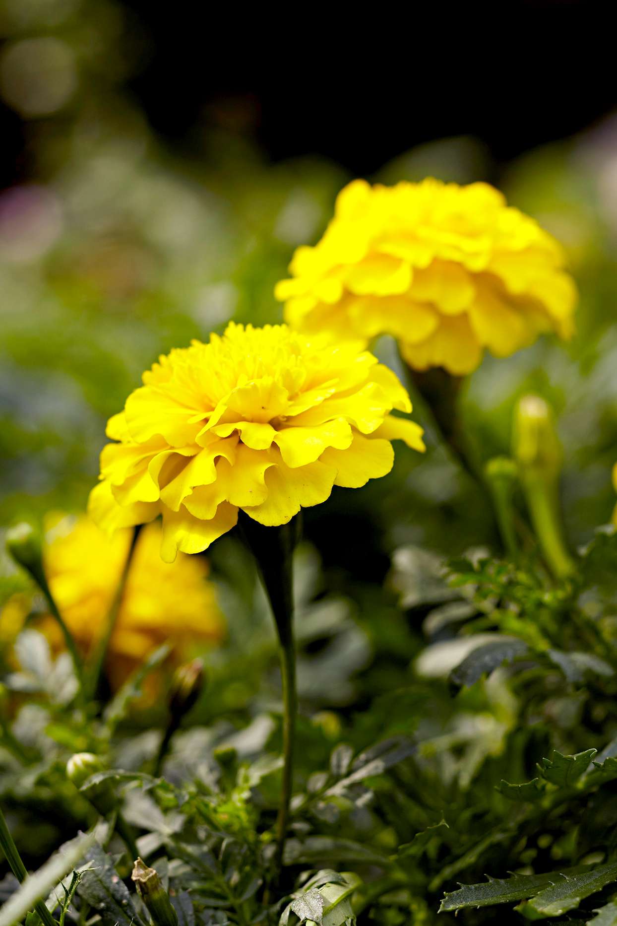 Close up of yellow Marigolds