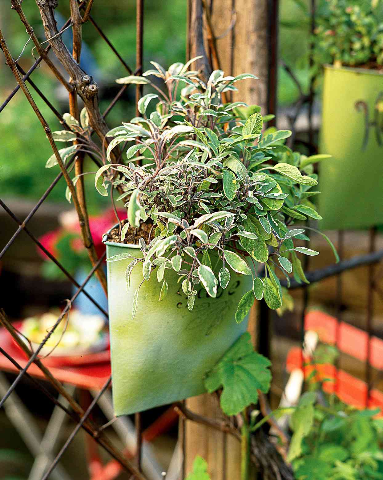 tri-color sage hanging in pot on fence