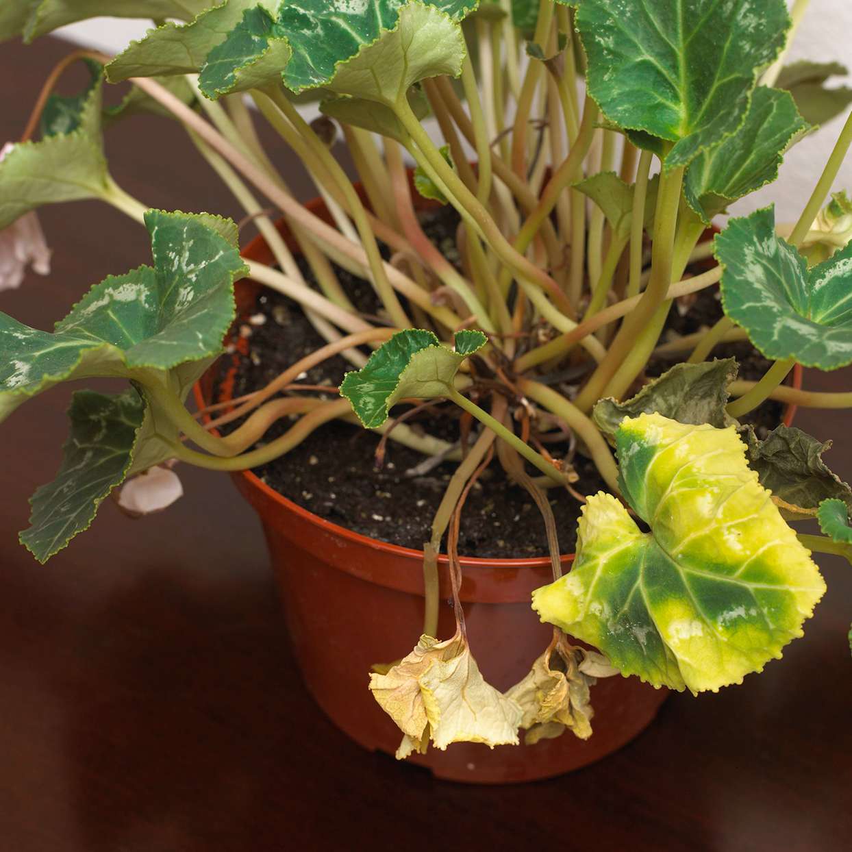 How to Help New Houseplants Acclimate to Your Home   Better Homes ...