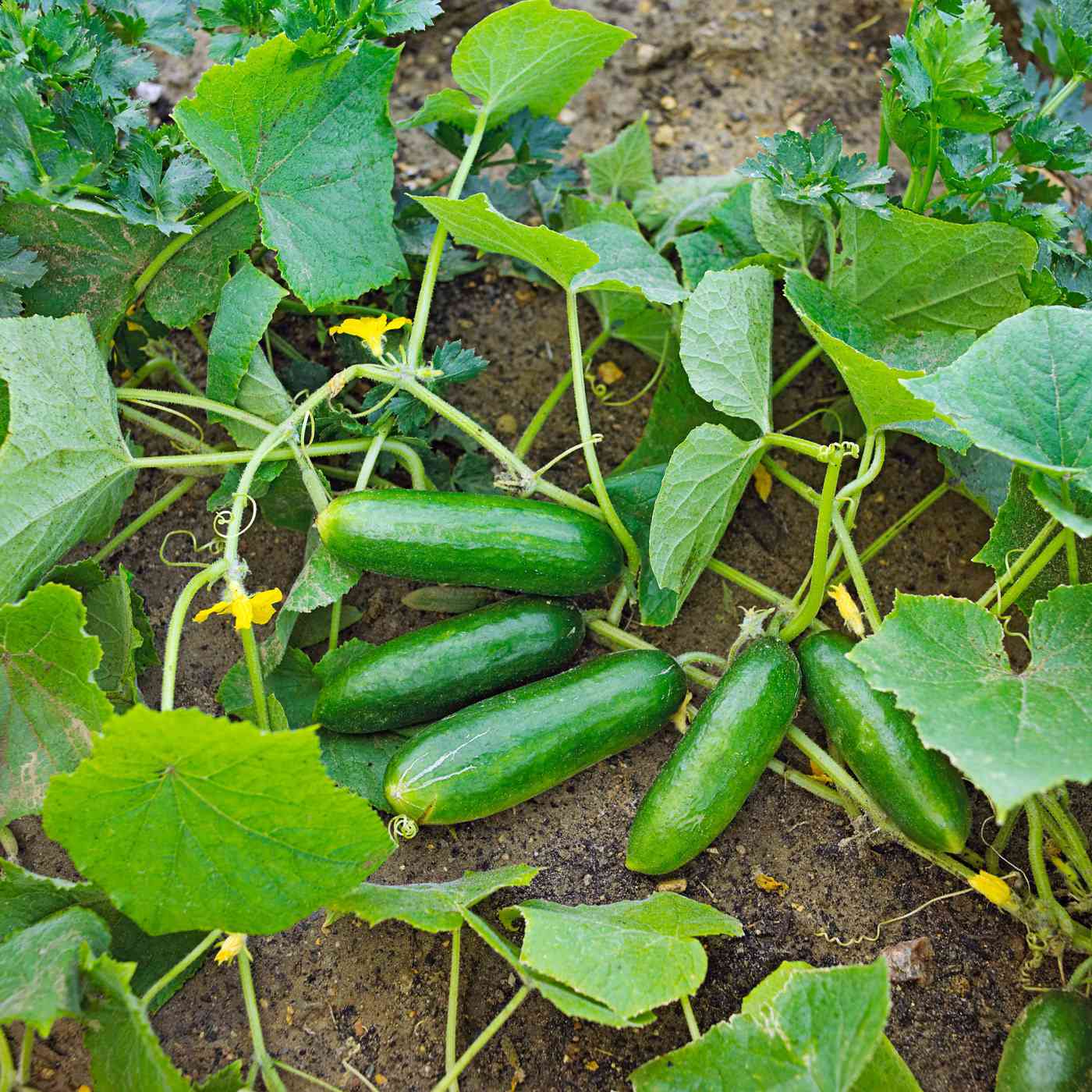 'Green Fingers' cucumber