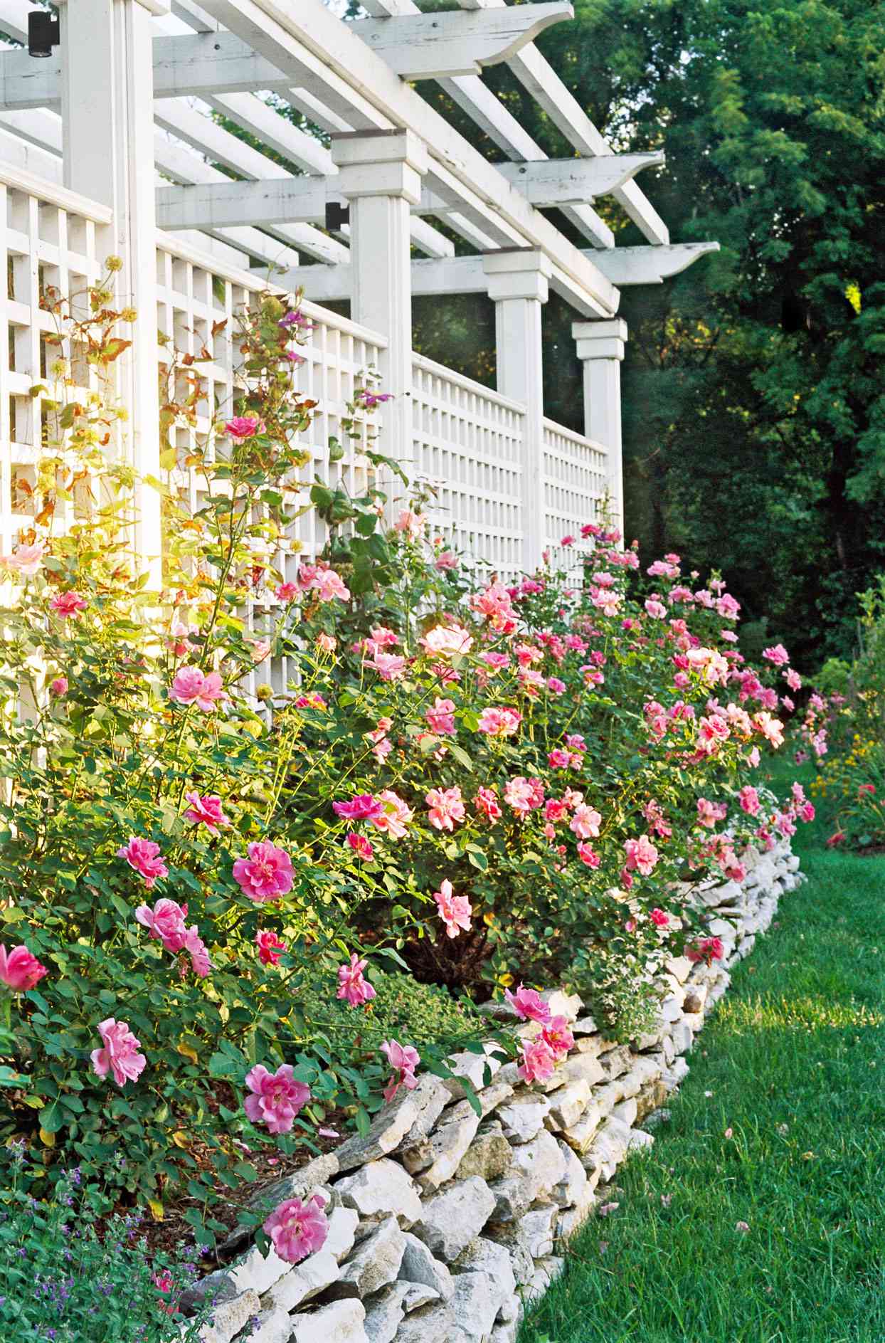 pink flower white trellis garden backdrop