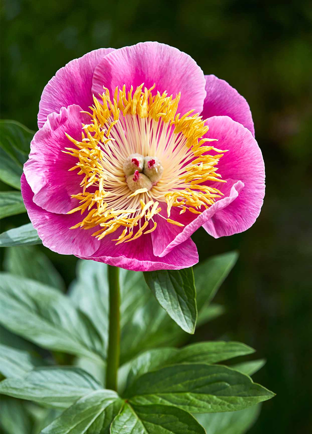 pink pageant peony blossom