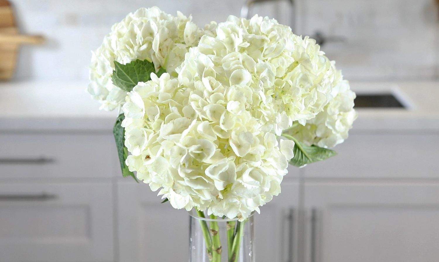 white hydrangea cuttings in glass vase in kitchen