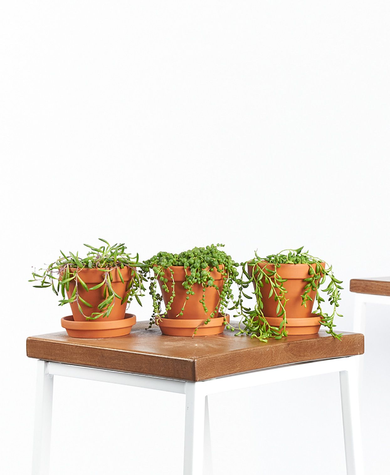 three potted trailing succulents on table