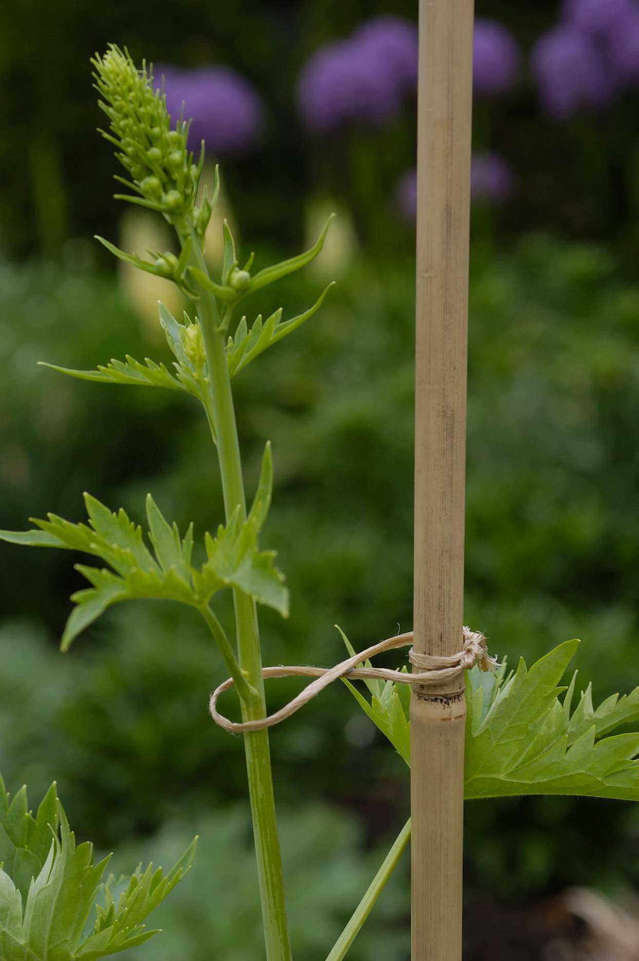 delphinium plant tied to stake with twine