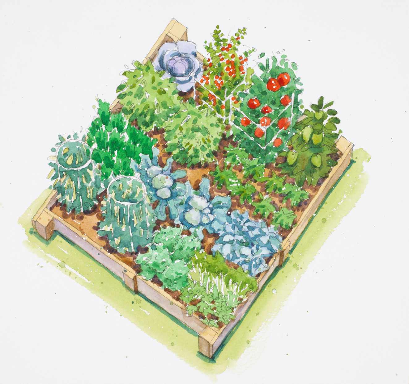 fall-harvest vegetable garden plan illustration