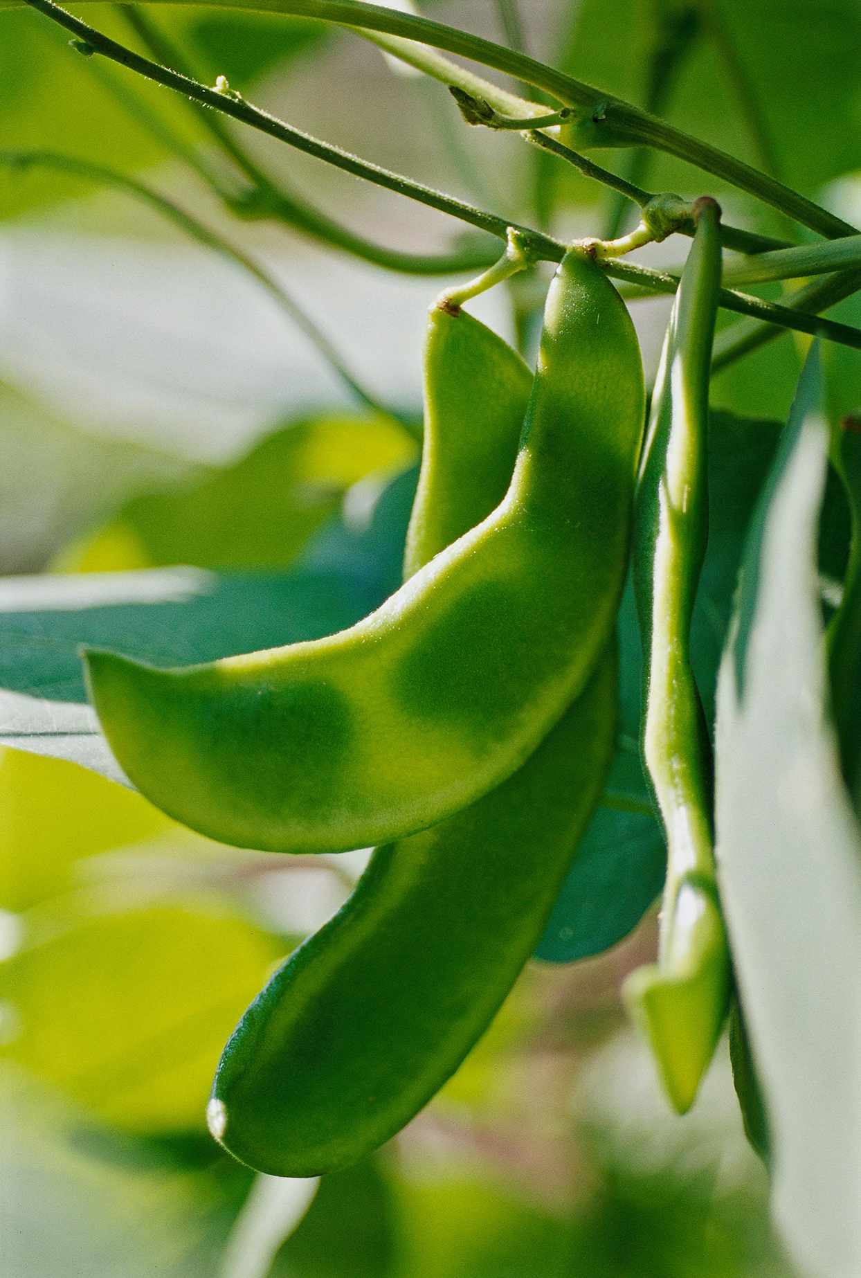 Lima Beans Phaseolus lunatus