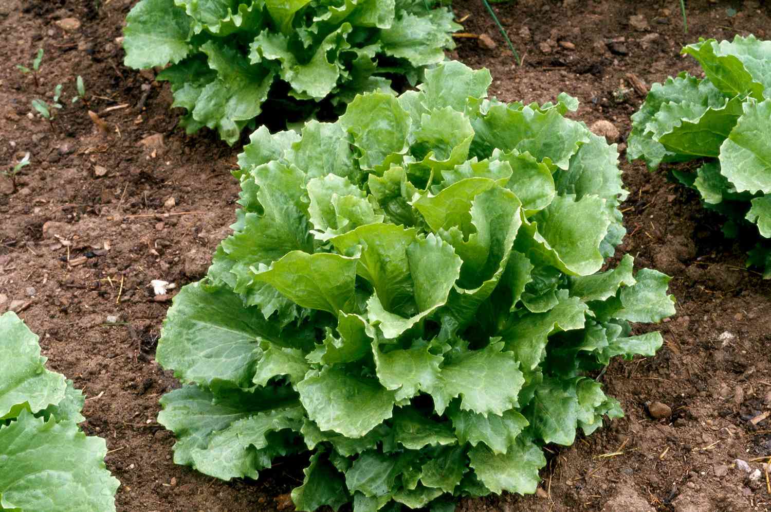 'Ithaca' head lettuce