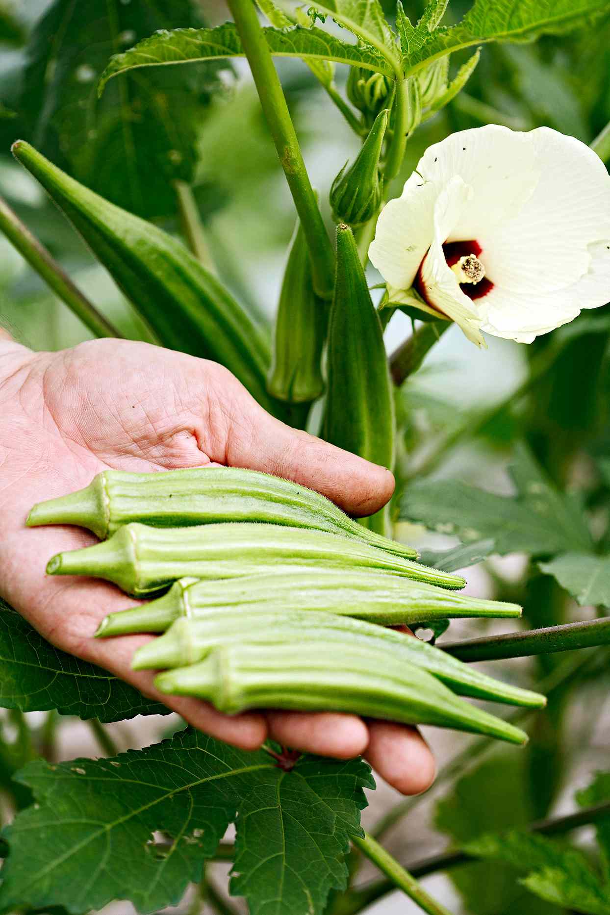 How To Cook Okra Better Homes Gardens,Chippendale Furniture Design