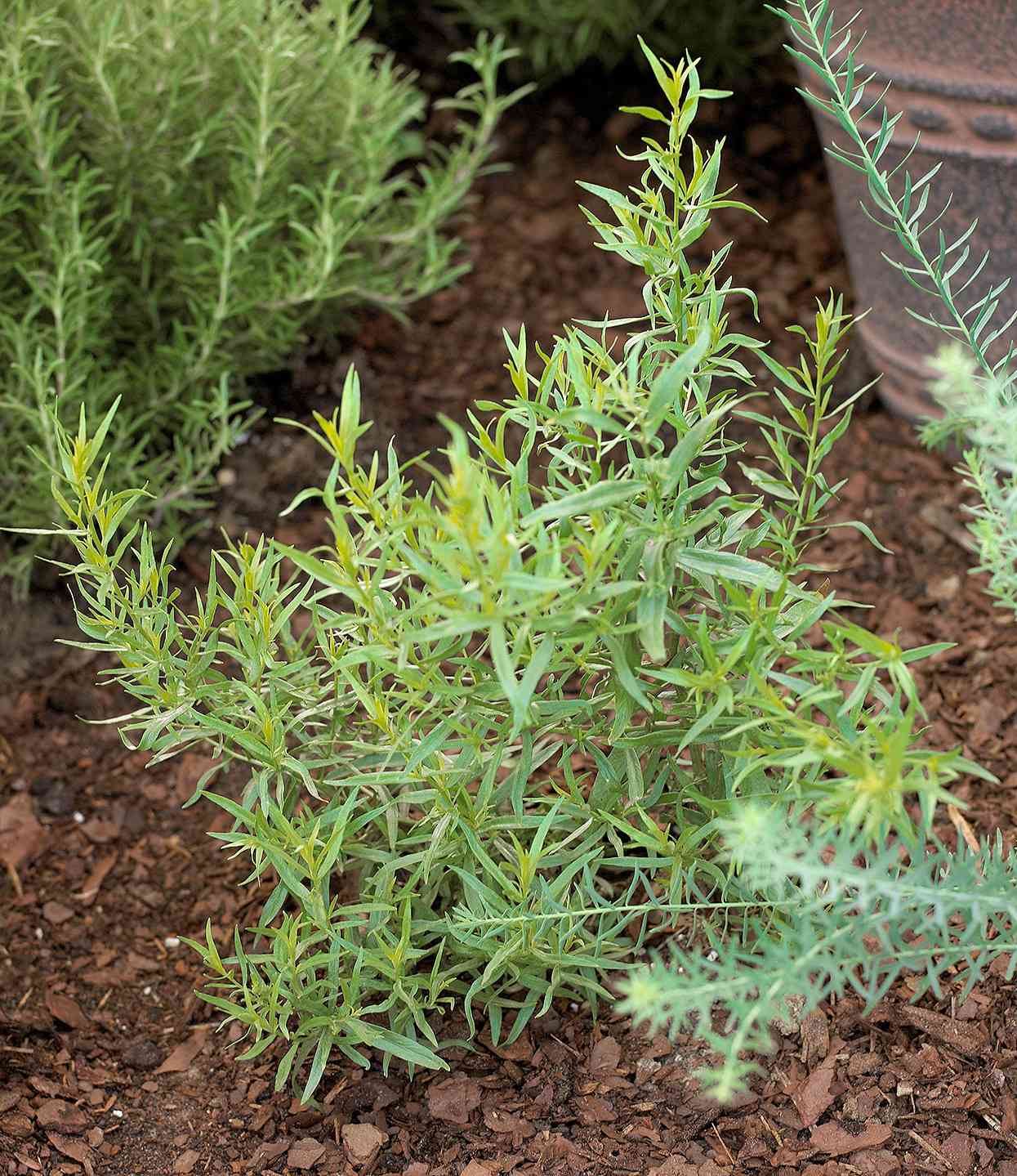 french tarragon surrounded by mulch