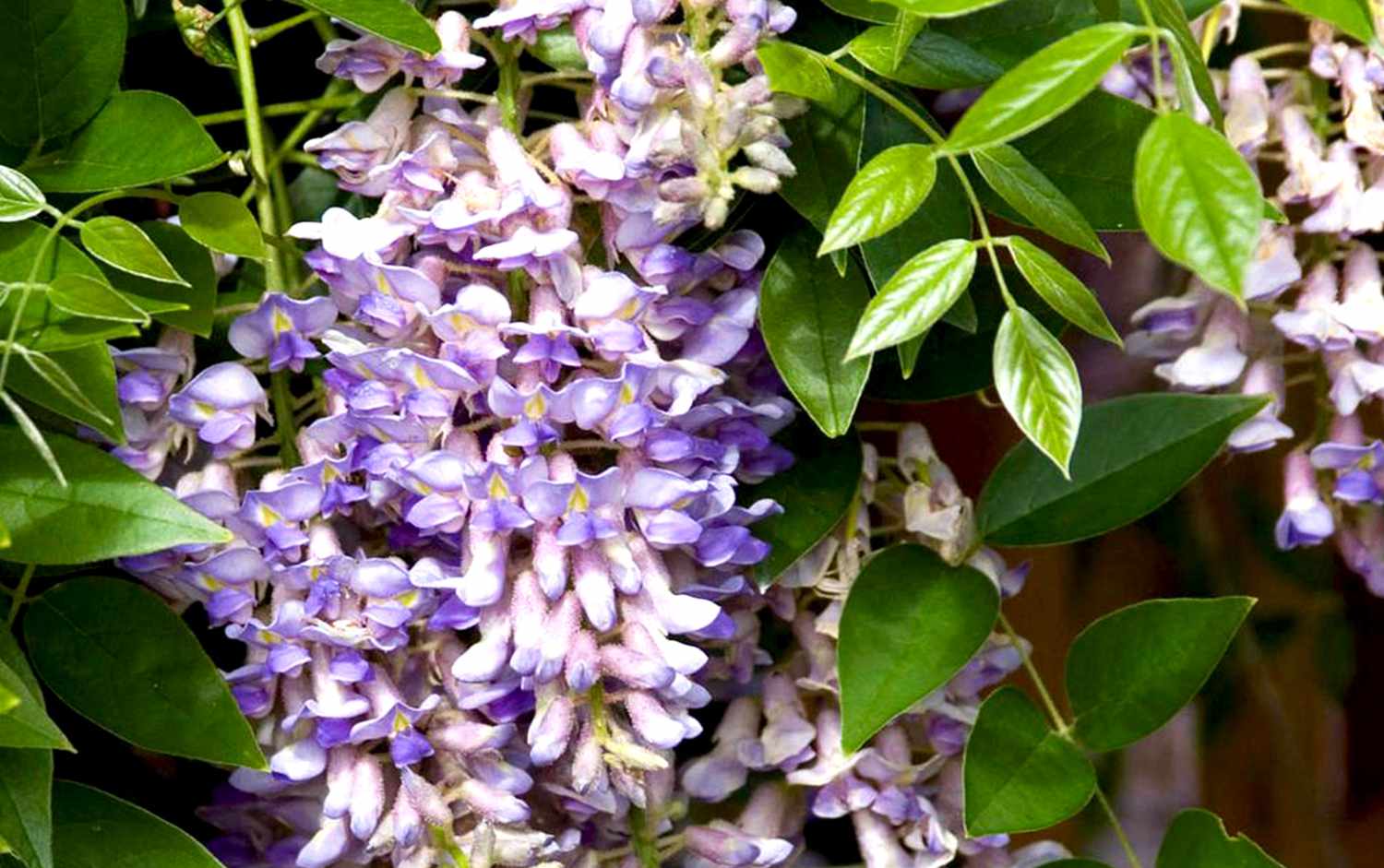 The Best Wisteria That Won T Become Invasive Better Homes Gardens