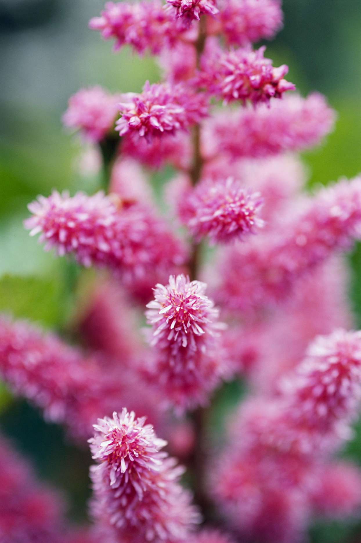 Astilbe flowering pink plant