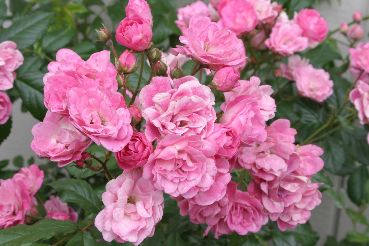 'China Doll' pink roses