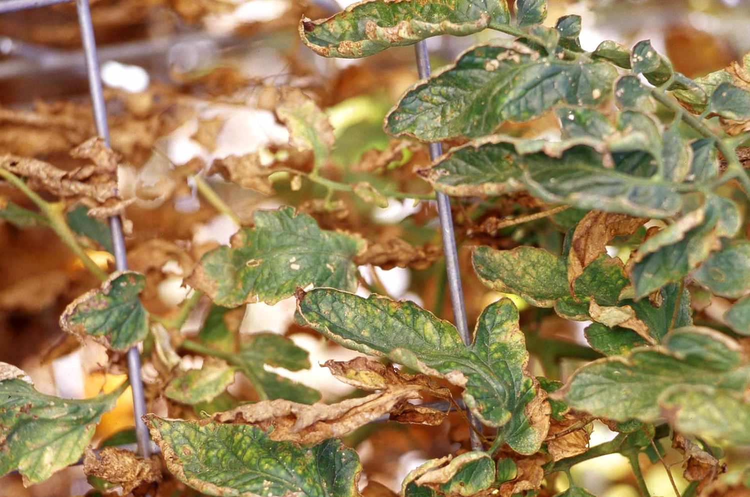 Tomato Plant Diseases Better Homes Gardens,Soft Shell Crab