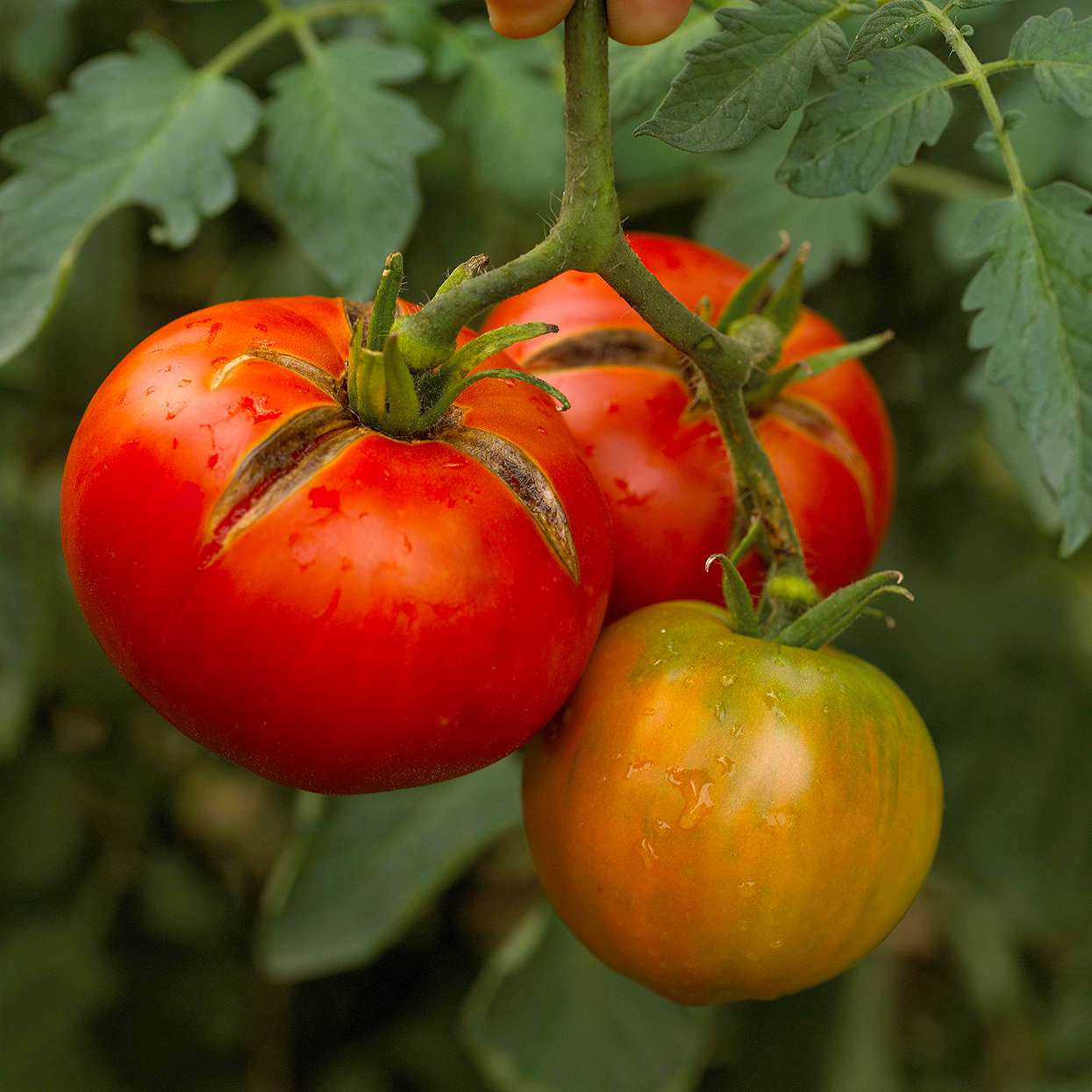 tomato 'Moskvich' variety