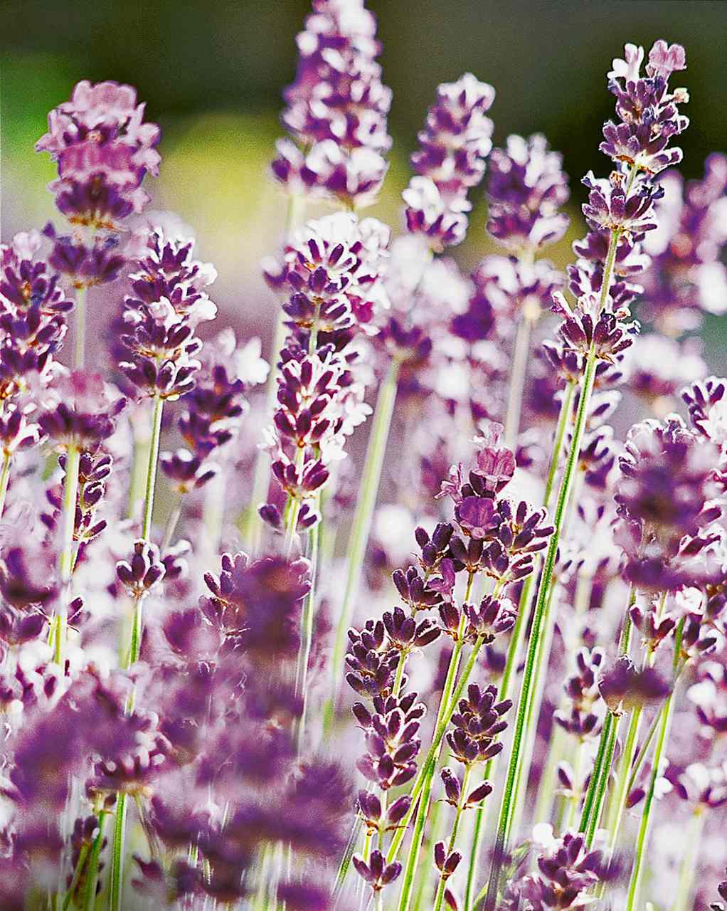 'Hidcote' English Lavender