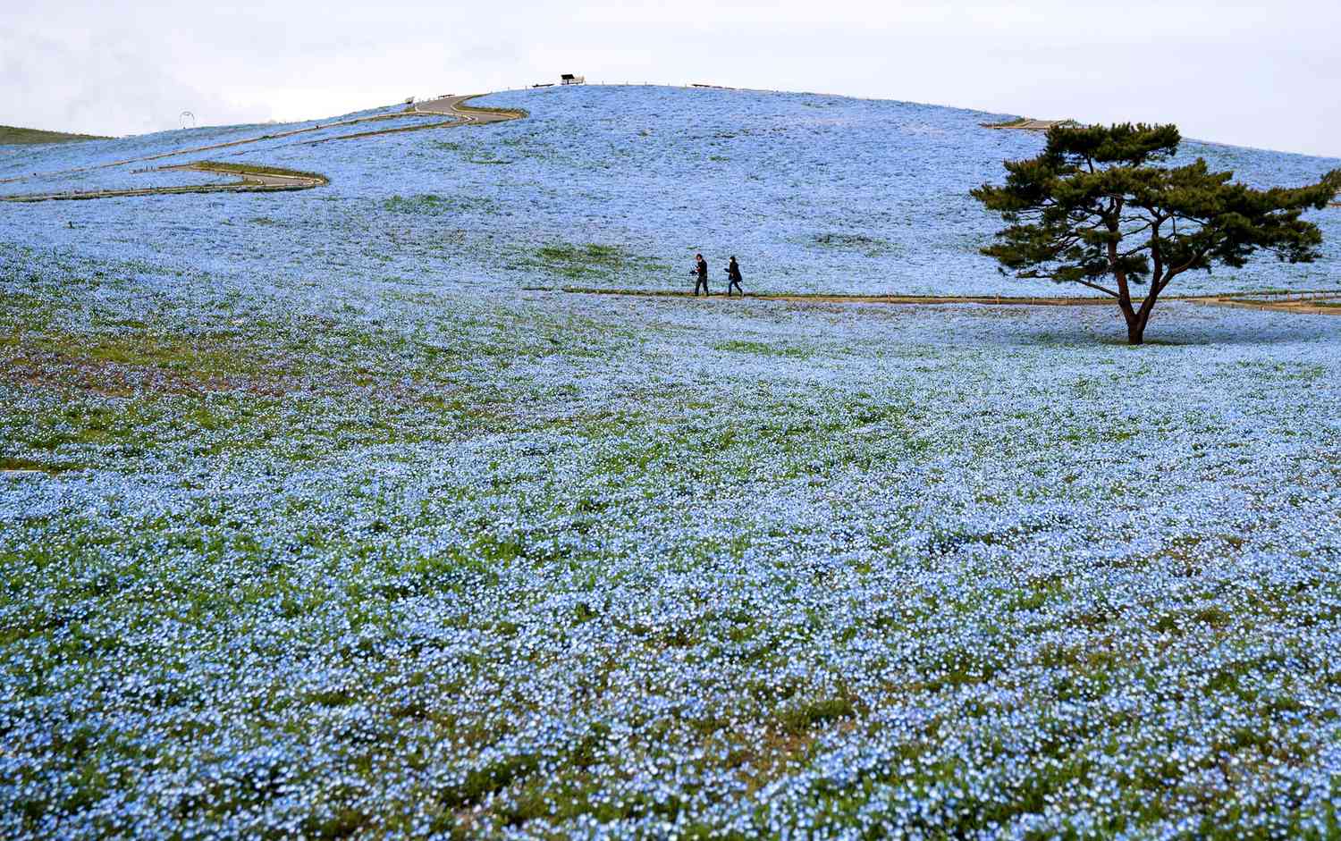 Field of Nemophila flowers in Japan with tree