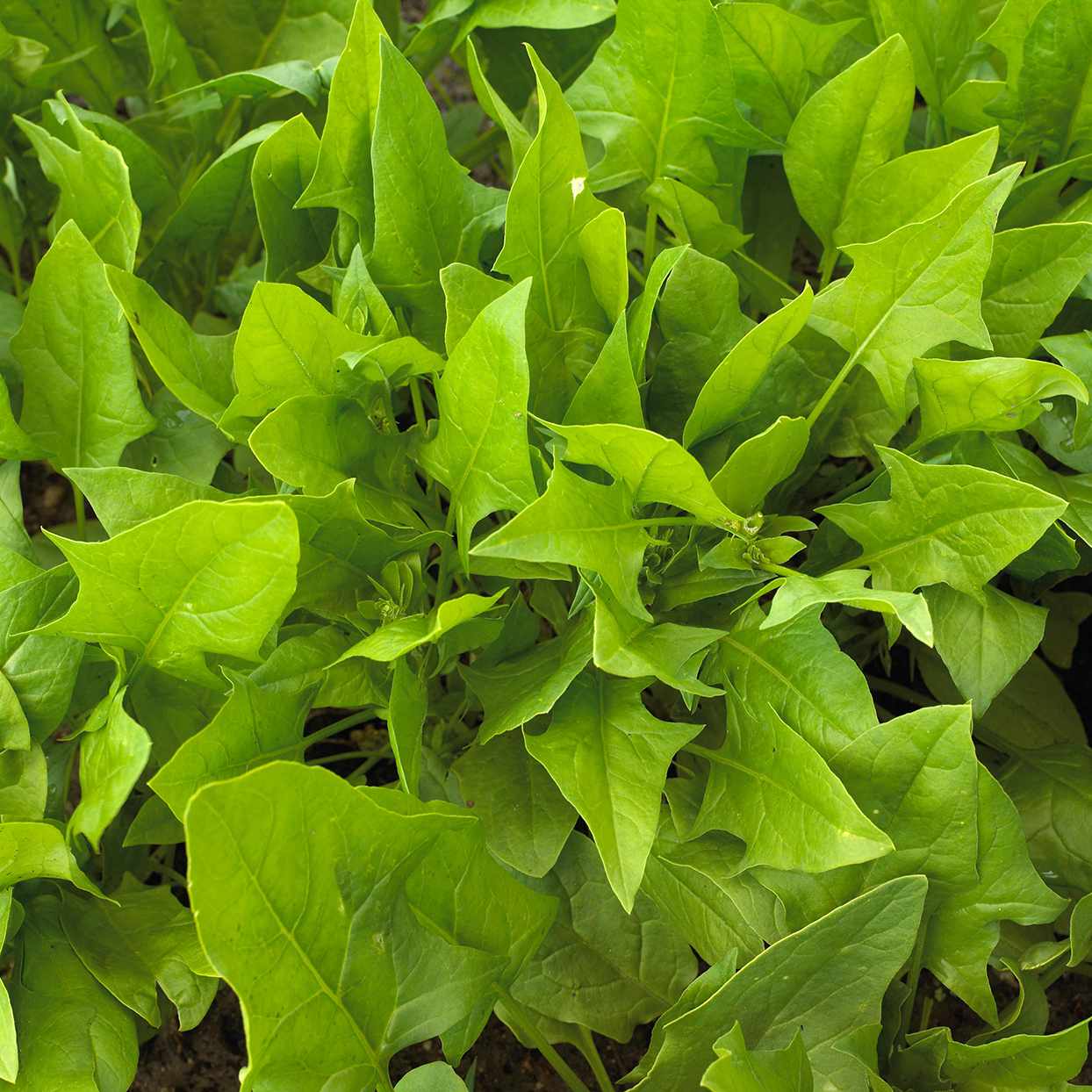 'Oriental Giant' spinach