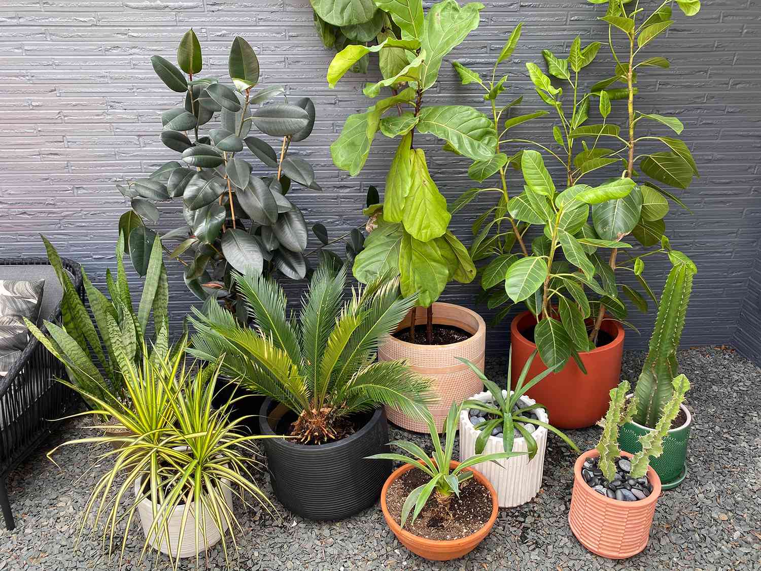 tropical grouping of houseplants in containers