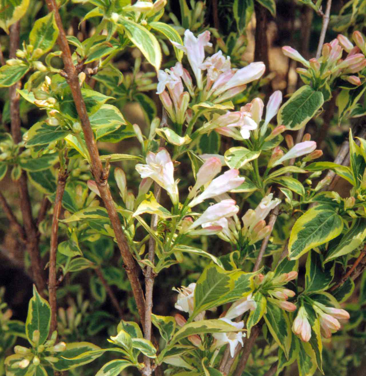 variegated weigela blooms