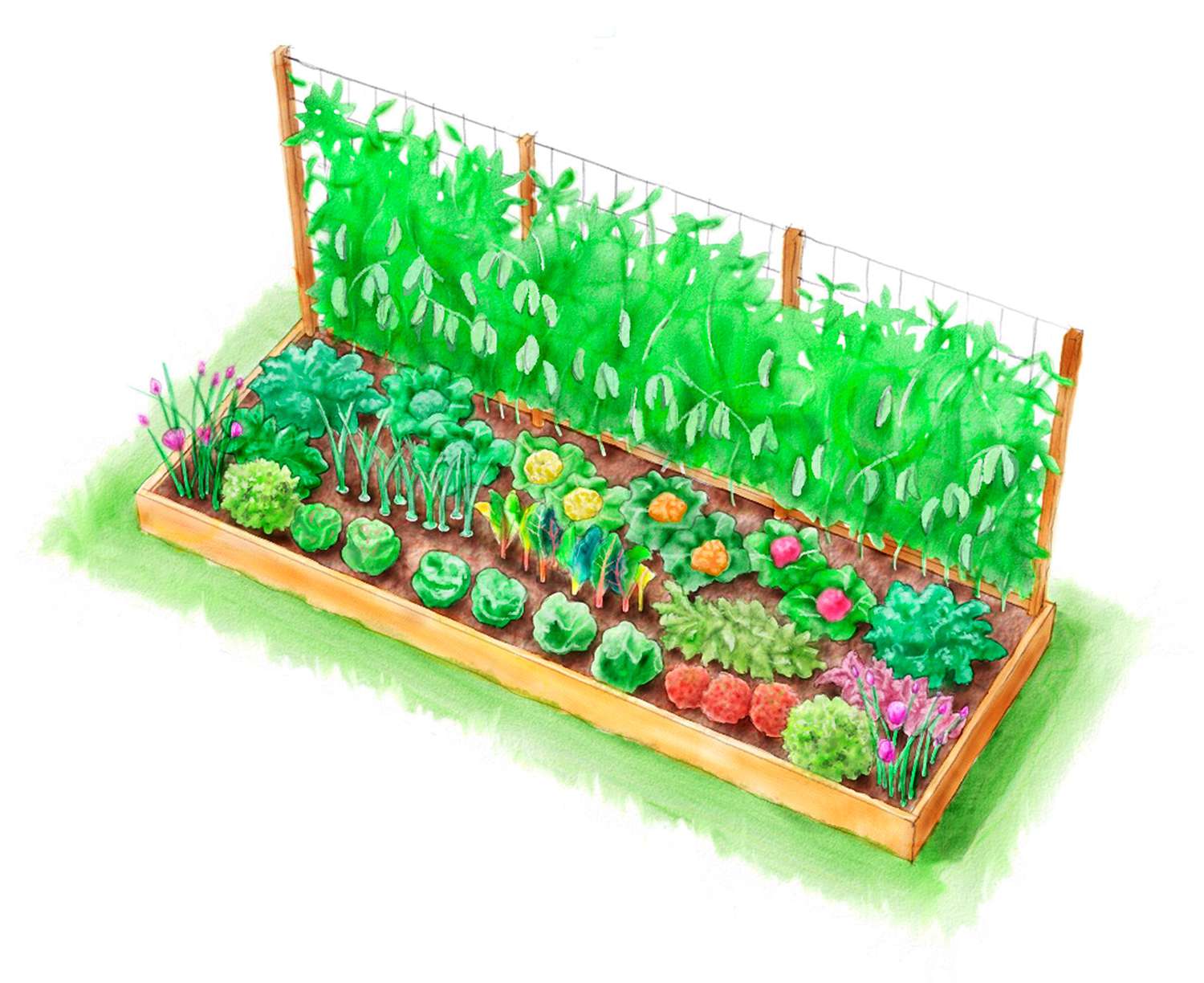 vegetable garden plan illustration