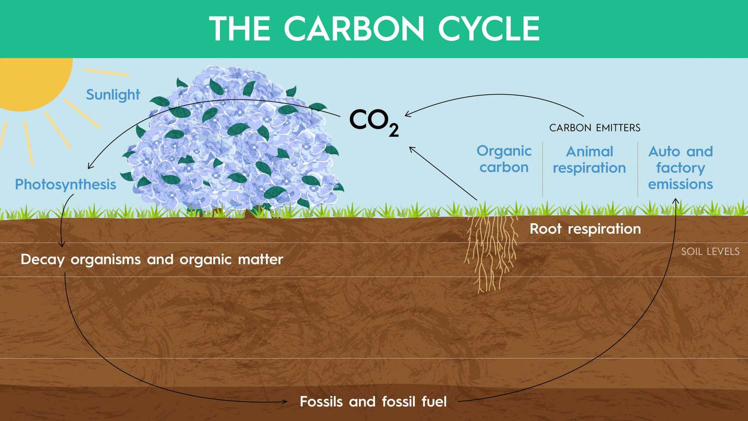 illustration of carbon cycle with sun, plants, soil