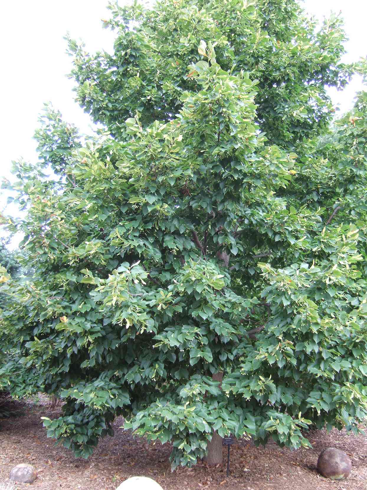 American Linden tree planted in garden