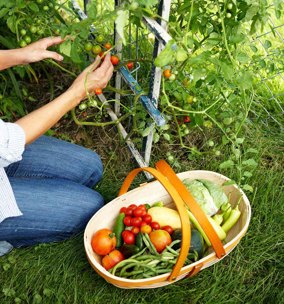 woman harvesting vegetables in garden