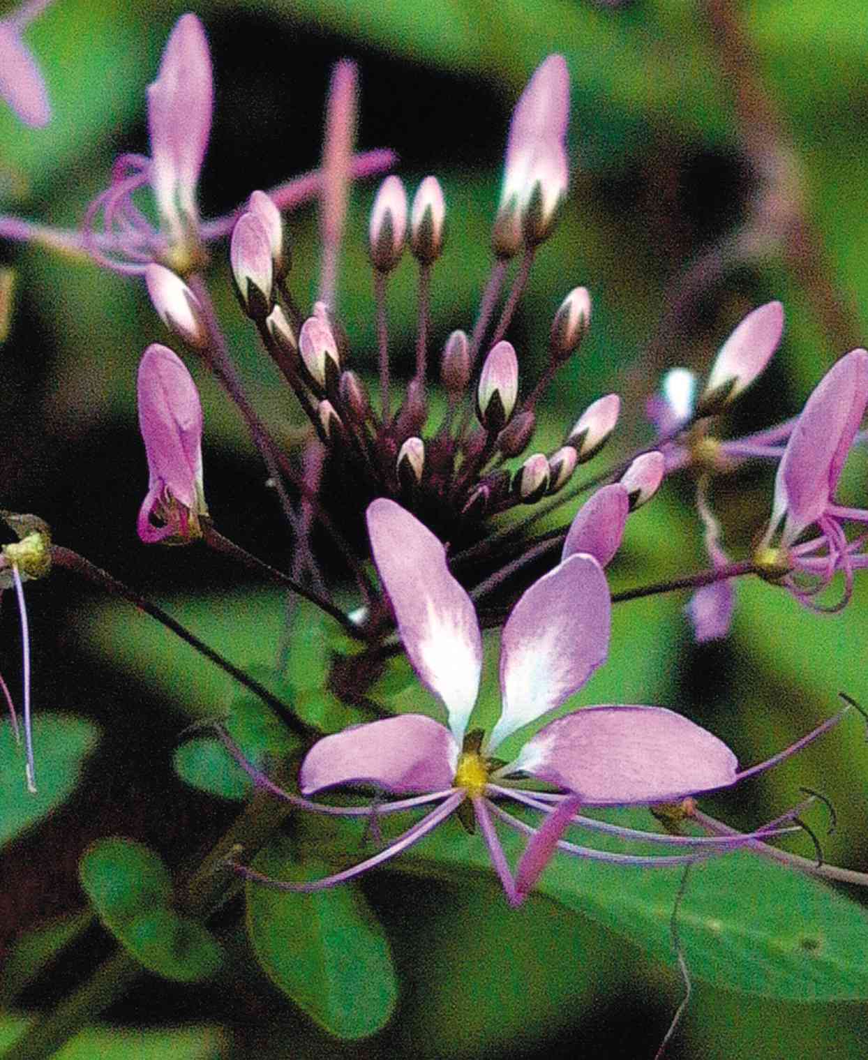 'Senorita Rosalita' spider flower